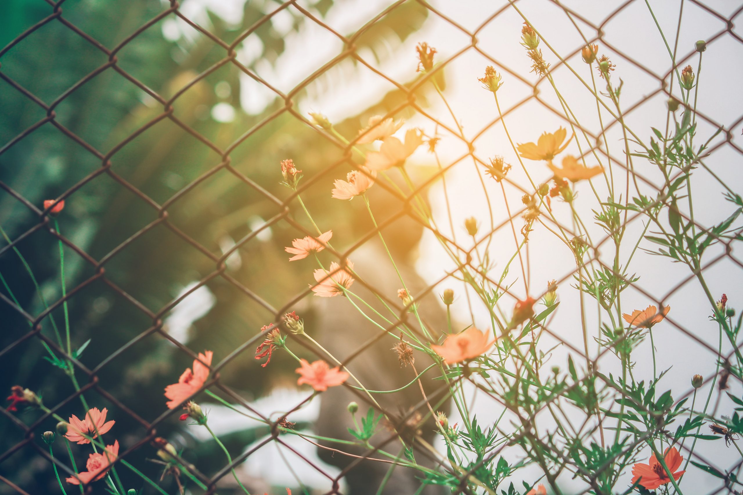 flowers on fence in sun