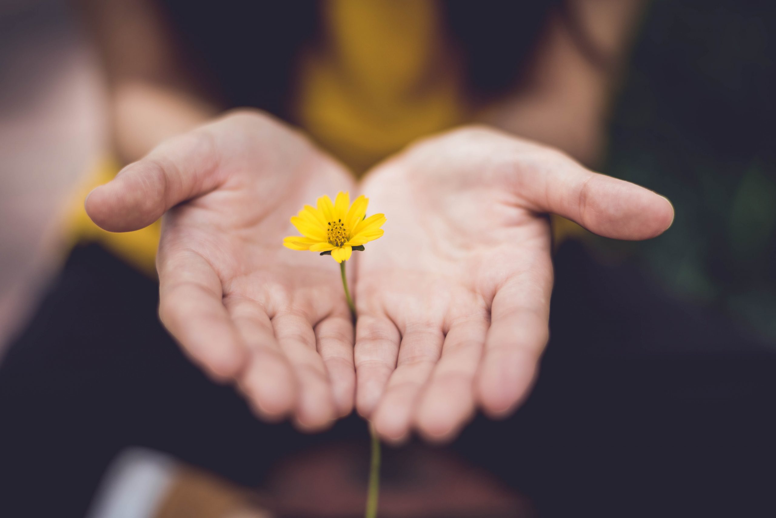 hand holding yellow flower